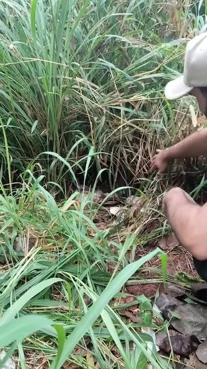Man Rescues Abandoned Puppies