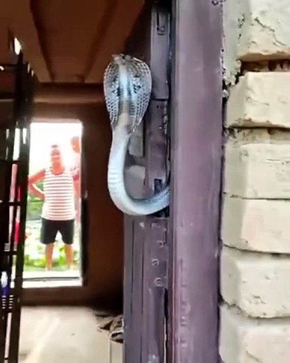 Personne ne rentrera chez lui c'est certain... Accueillis par un gros serpent