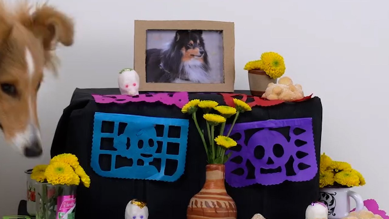 Cómo hacer un altar de muertos para perros en casa