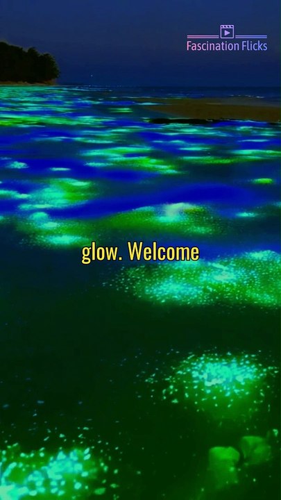 The Magical Glow of Bioluminescent Bays