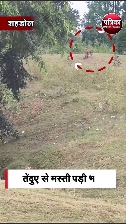 तेंदुए से मस्ती पड़ी भारी