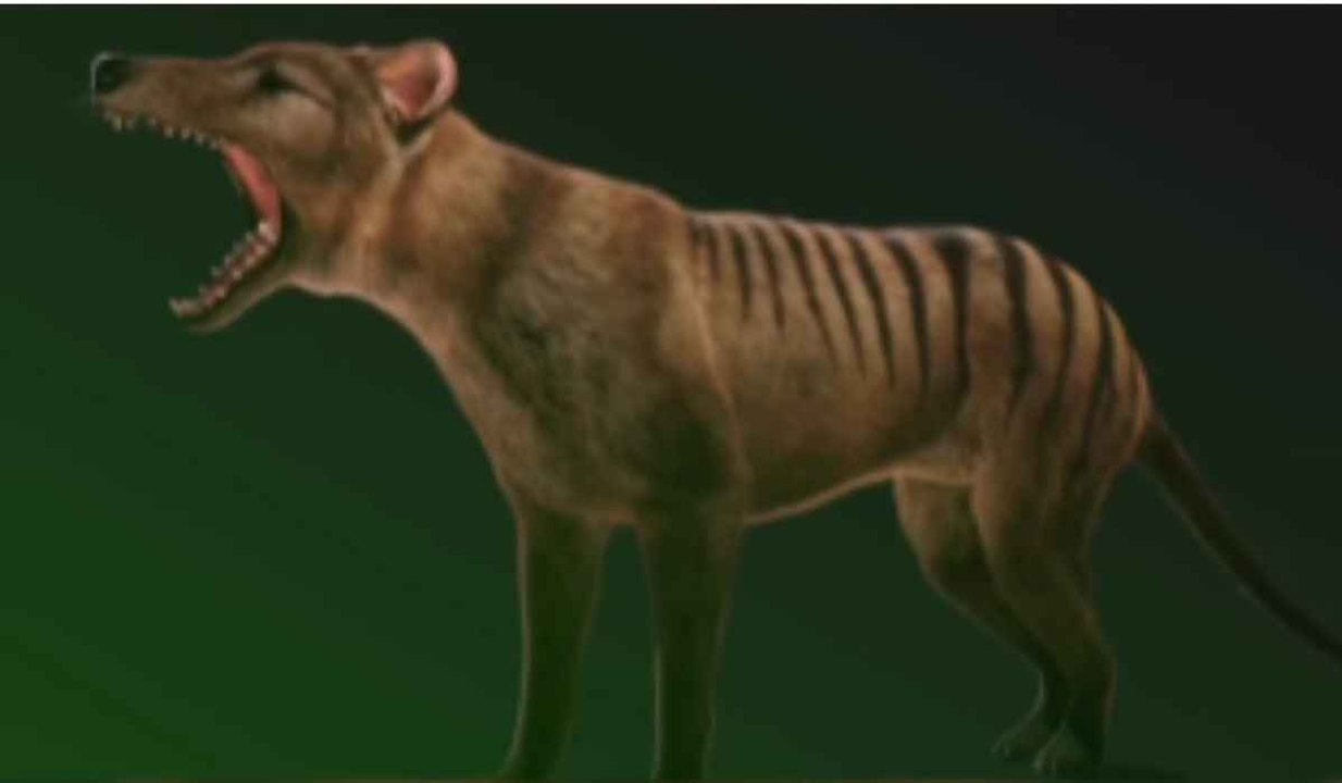 Tutkijat tekevät merkittäviä edistysaskeleita sukupuuttoon kuolleen Tasmanian tiikerin "elvyttämisessä"