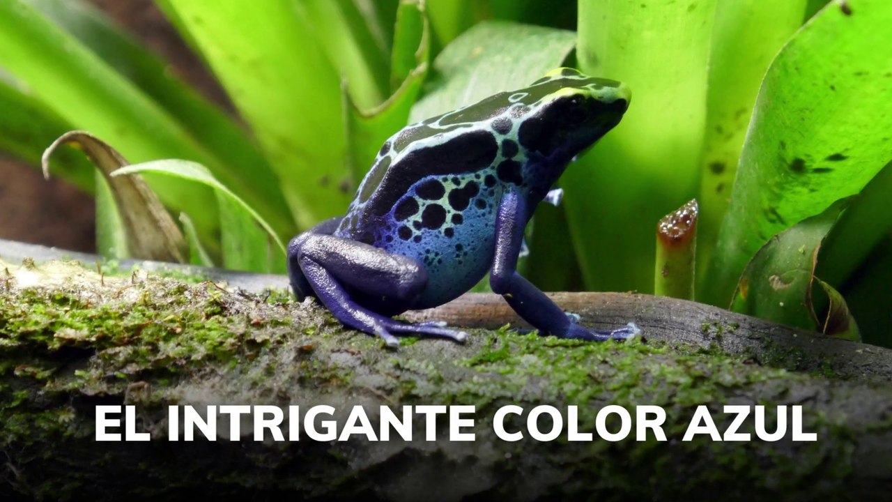 El intrigante color azul