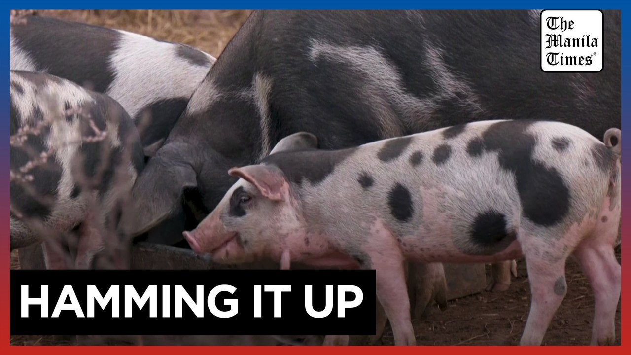 How AI can decode oinks, grunts to keep pigs happy