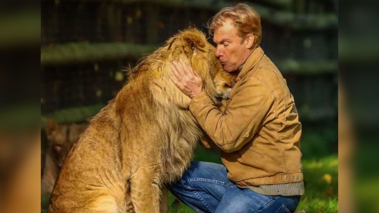 Howletts' lions Zemo and Zala released