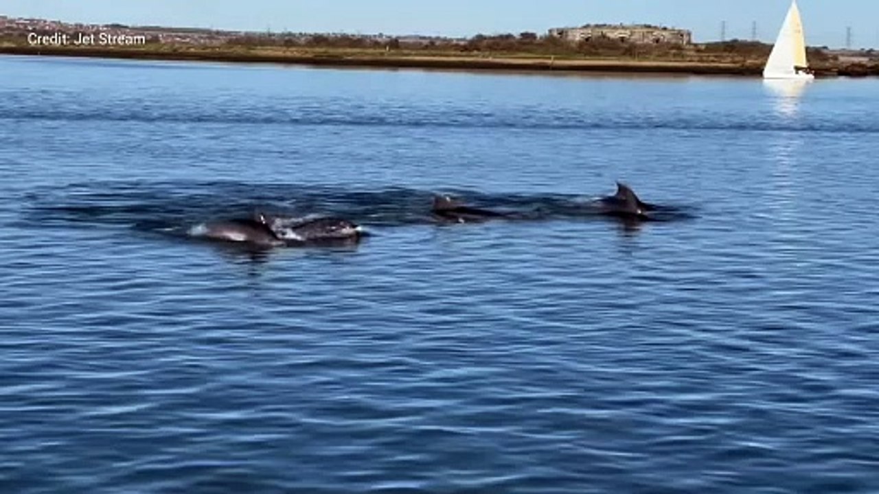 Dolphins in the River Medway