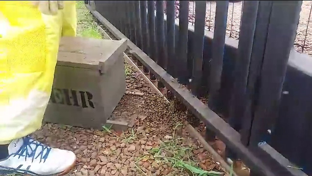 Vídeo mostra abelhas seguindo rainha durante extração de enxame no Bairro Santos Dumont