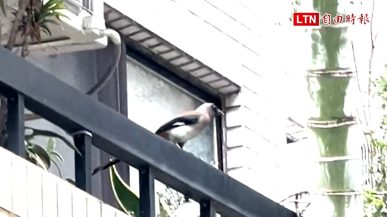 台中都市大樓發現「福爾摩沙鳥」 社區住戶驚喜