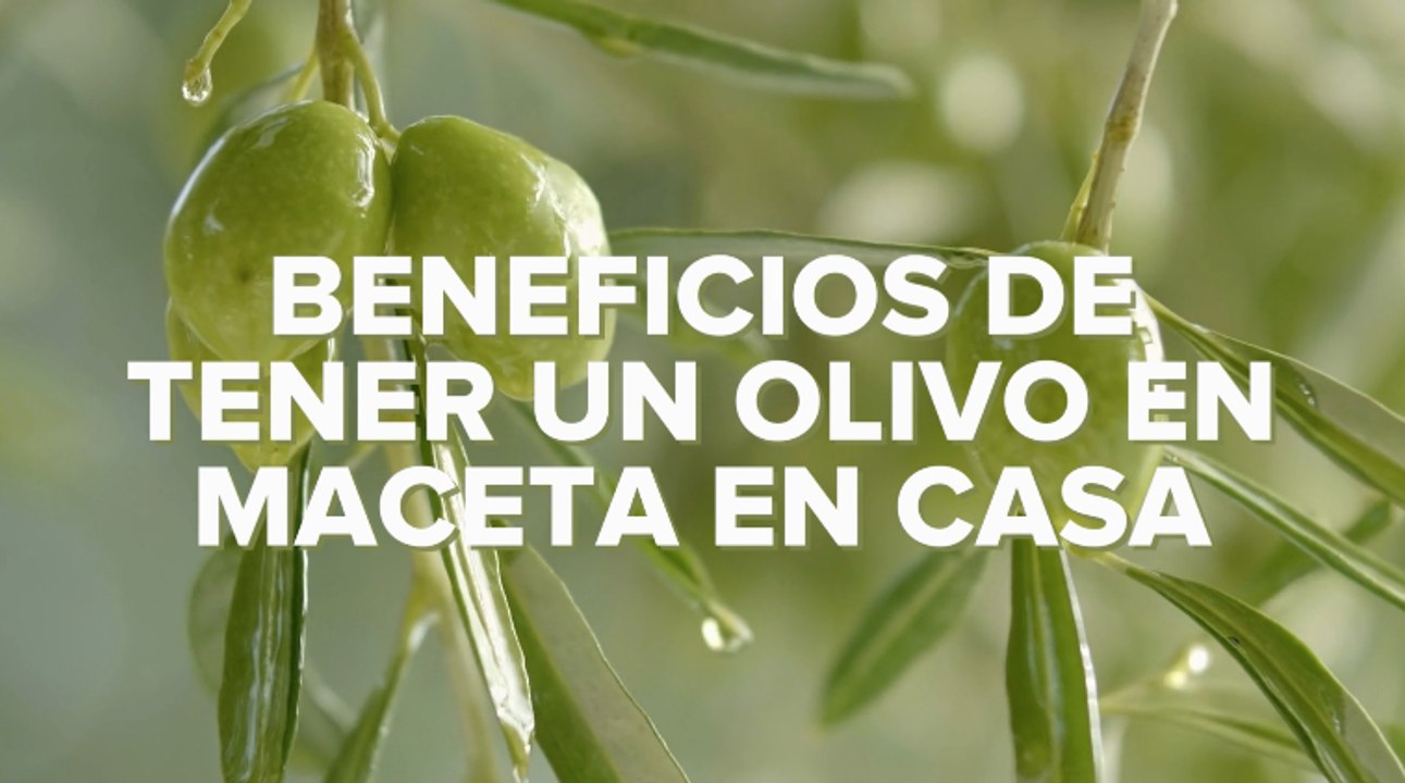 Olivo en maceta: cuidados y consejos para su cultivo en casa