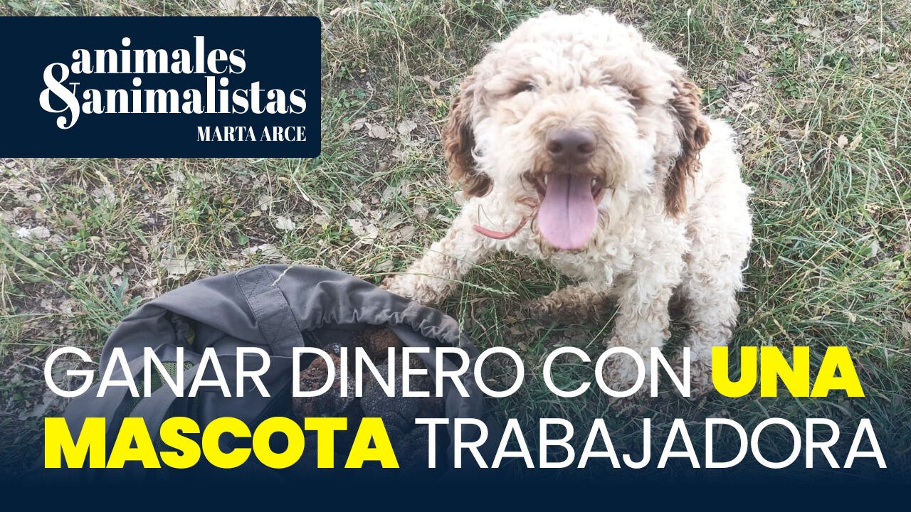 Cómo ganar dinero con una mascota trabajadora