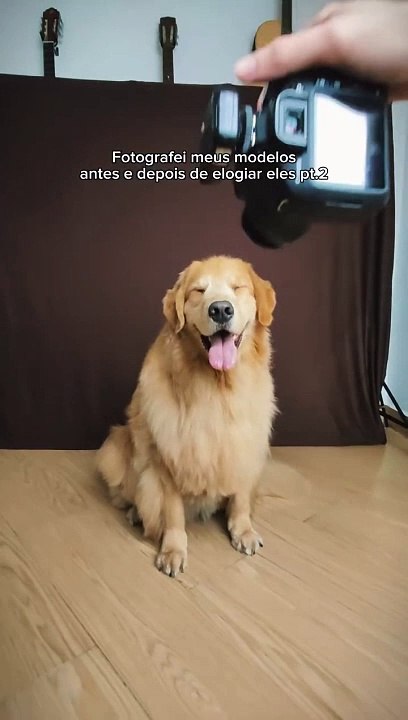 Fotógrafo registra reações de cachorros ao receberem elogios