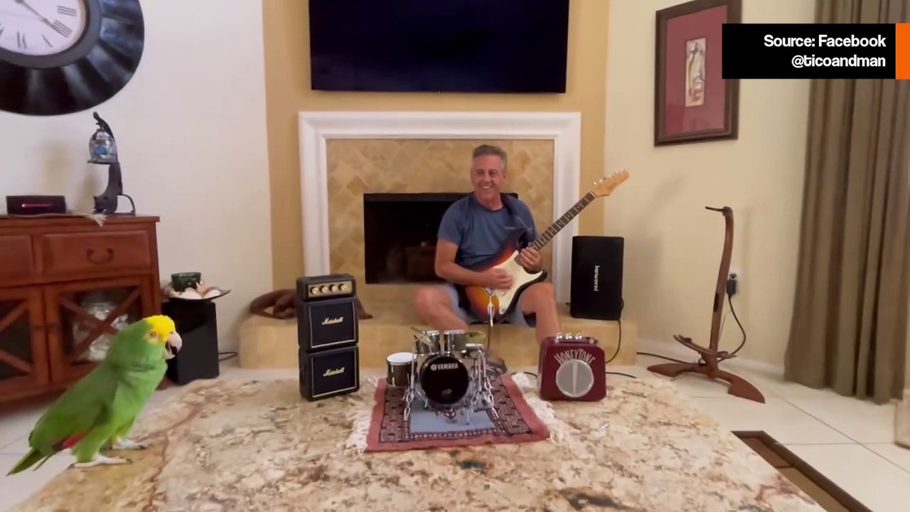 Hulvaton video: Amazoninpapukaija on rockin voimakkain ääni