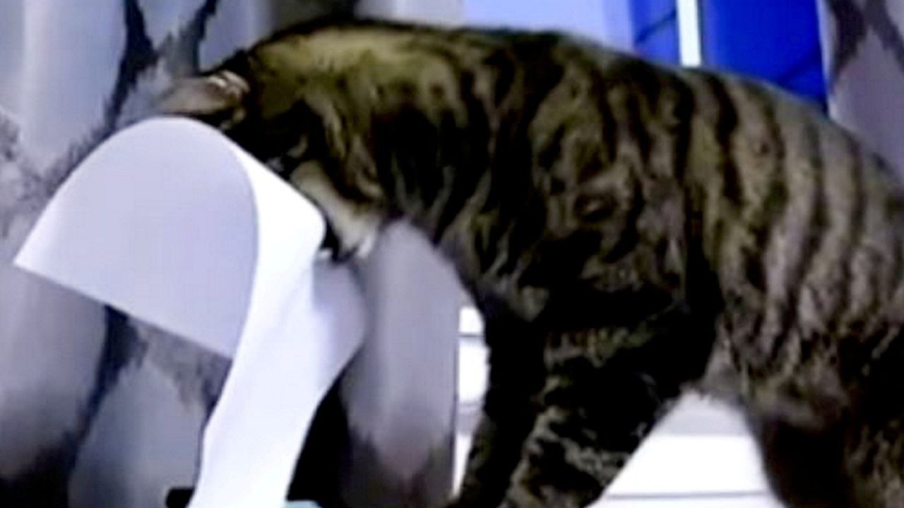 Cat trained to be office assistant - fetching documents from printer