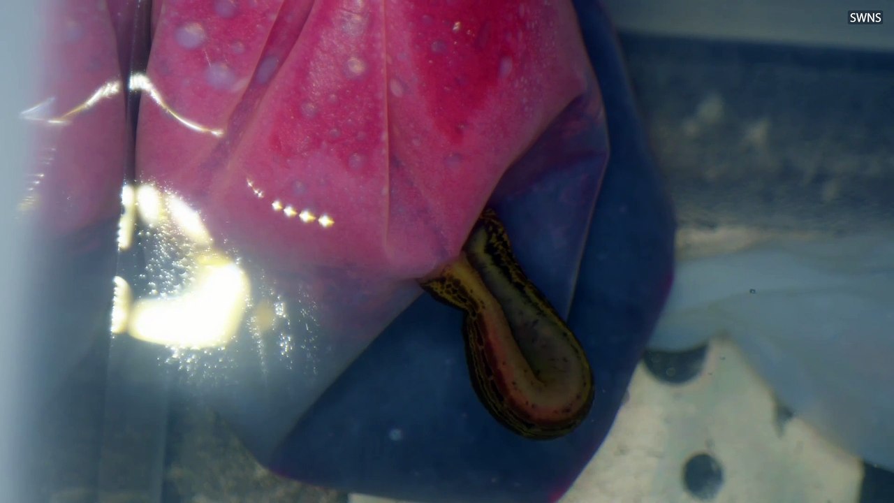 Creepy video shows leeches born in medicinal breeding program