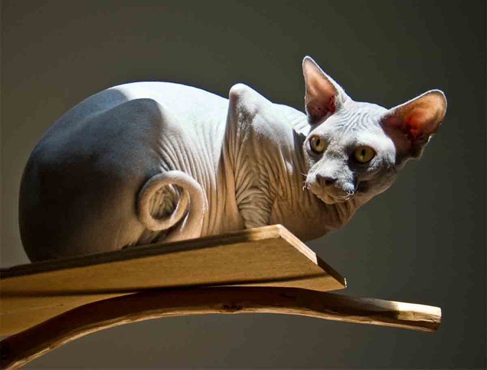 Video: Eläinlääkäri Listaa 4 Kissarotua, Joita Kenenkään Ei Pitäisi Omistaa