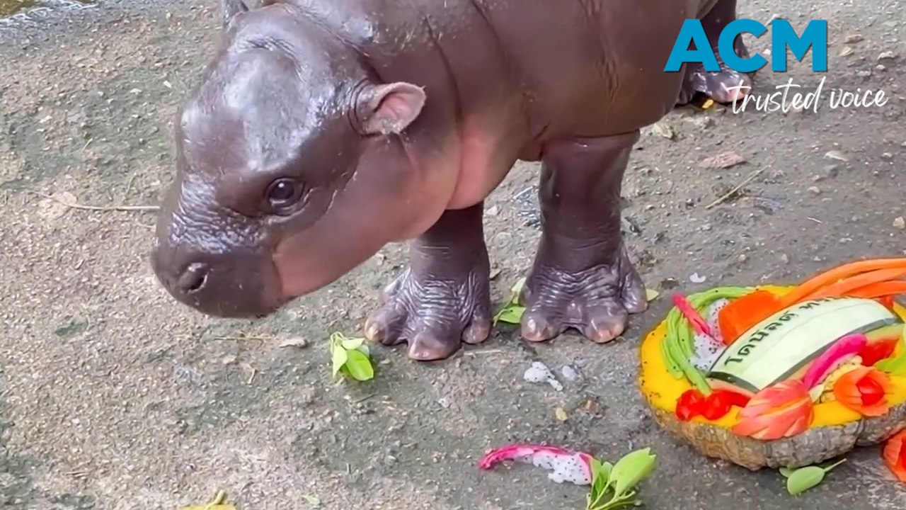 US election 2024: viral baby hippo Moo Deng predicts a Trump win