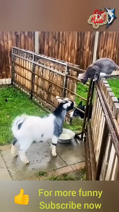 crazy goat | funny | videos | video | entertainment