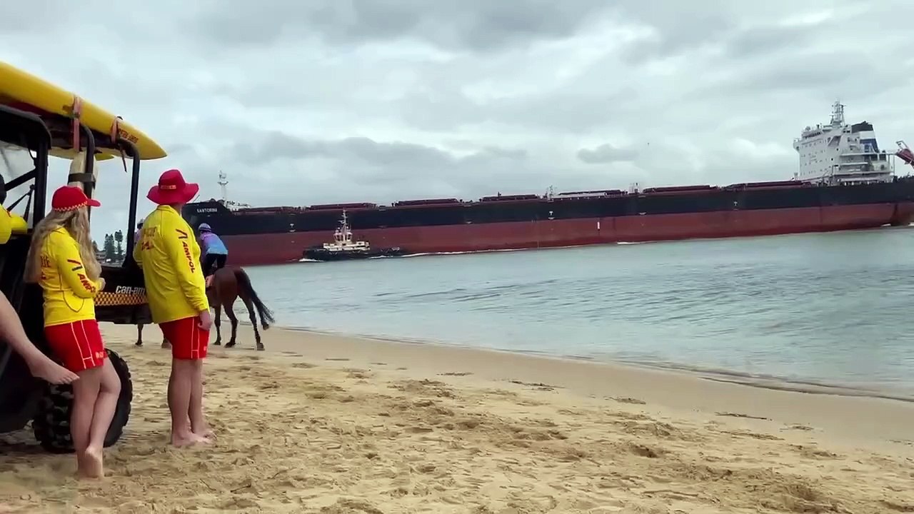 Watch as horses along Newcastle's Horseshoe Beach