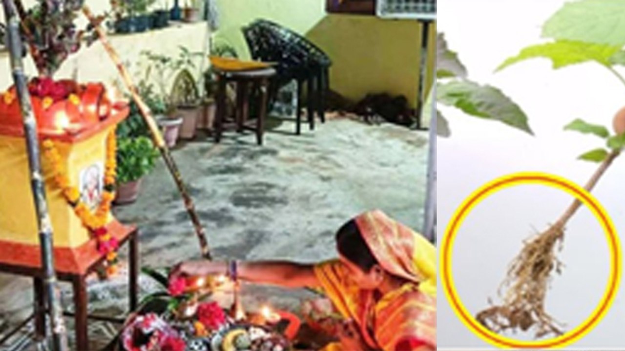 Tulsi Vivah 2024: तुलसी विवाह के दिन घर के दरवाजे पर बांधे ये 1 चीज, गरीबी होगी दूर...| Boldsky