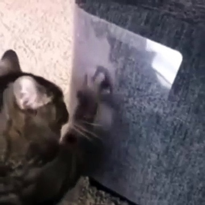 How to deter cats from scratching furniture! 😼