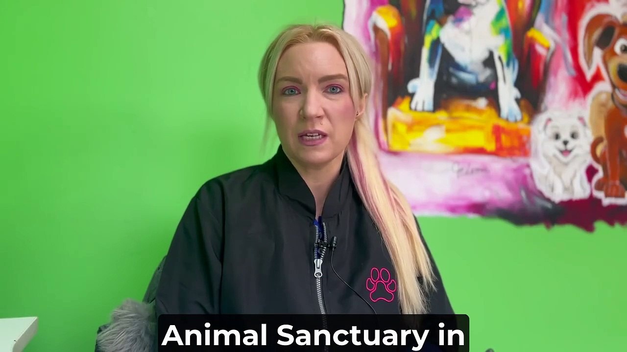 XL Bully exemption certificate video explainer