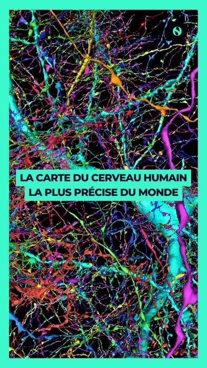 La carte du cerveau humain la plus précise du monde