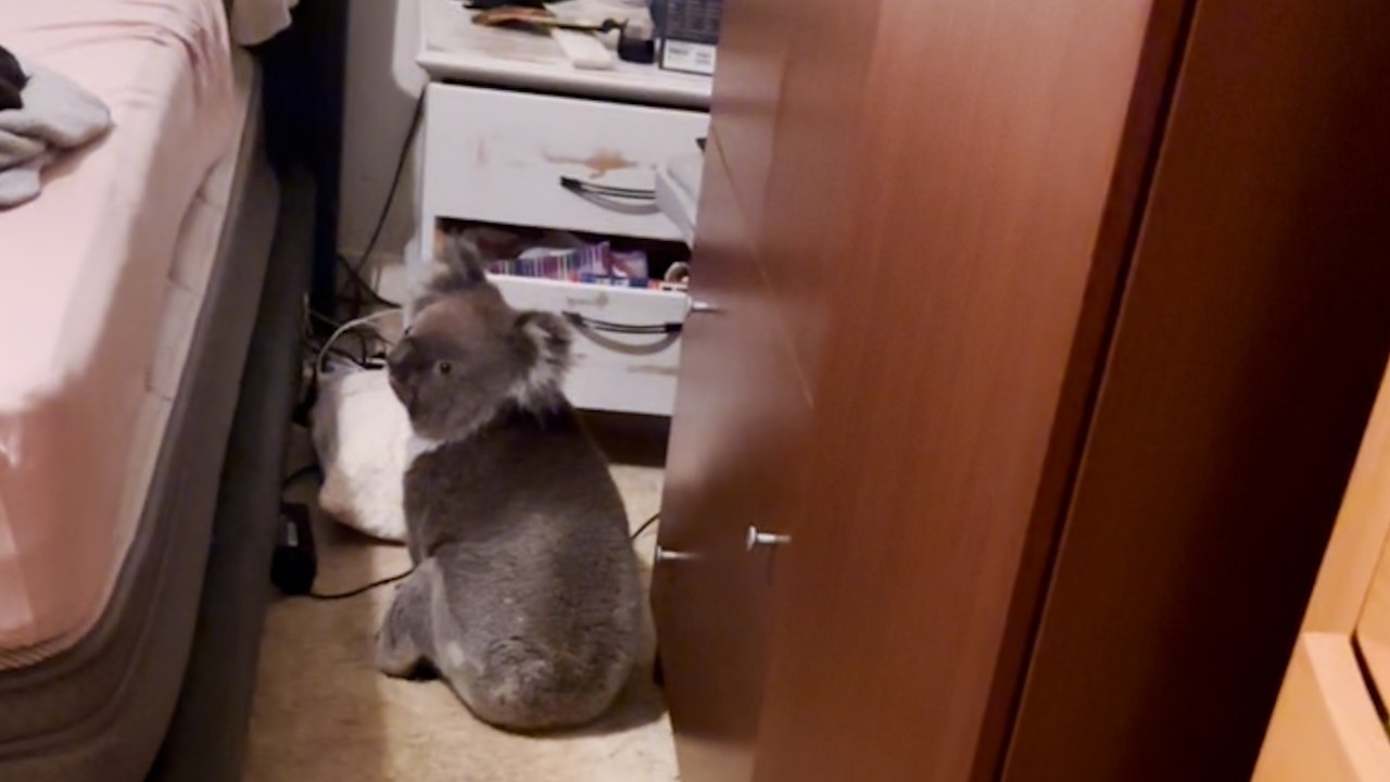 Couple comes home to find koala bear in their bedroom