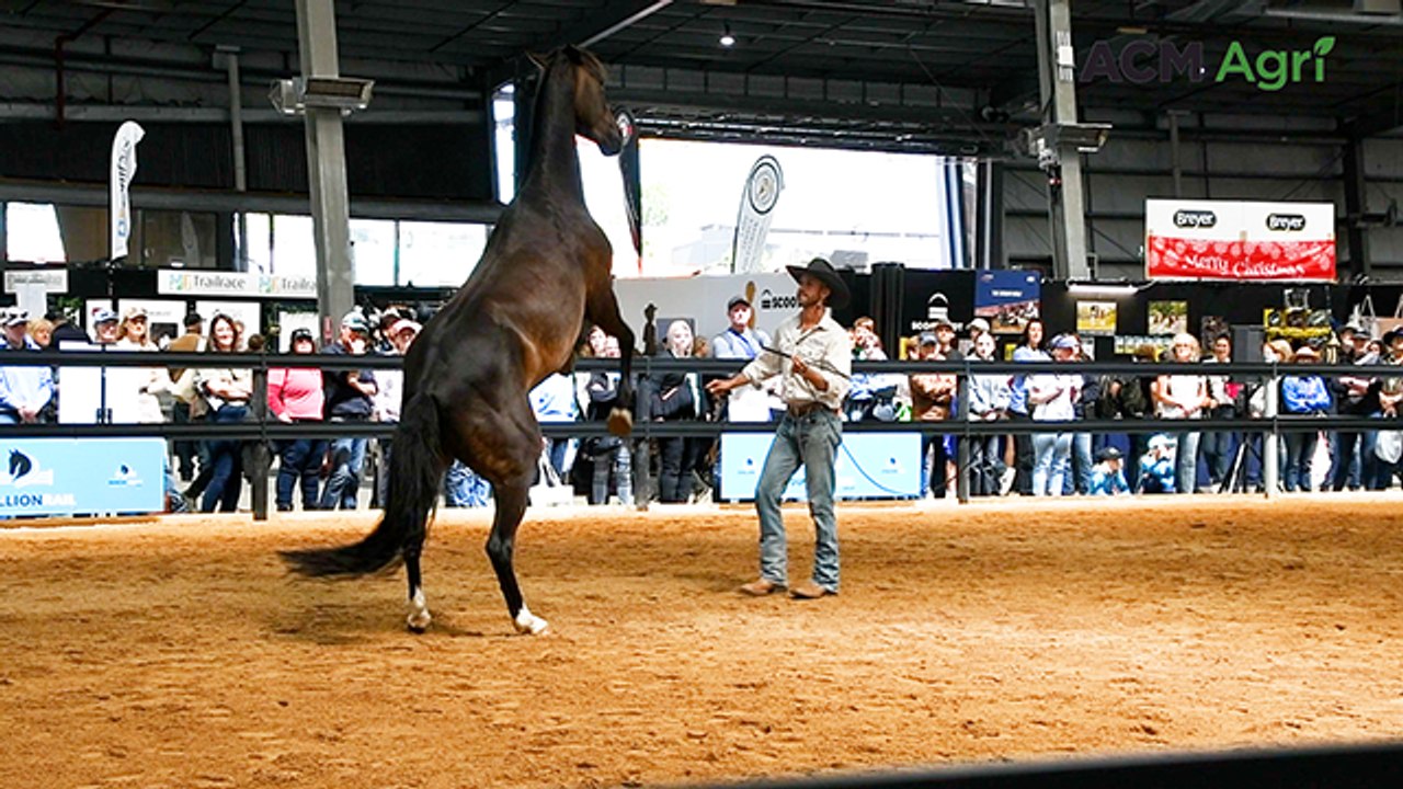Australian Outback Spectacular trainers offer a behind the scenes look at Equitana