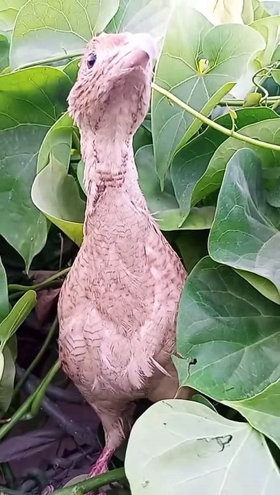 teeter ki voice -teetar voice