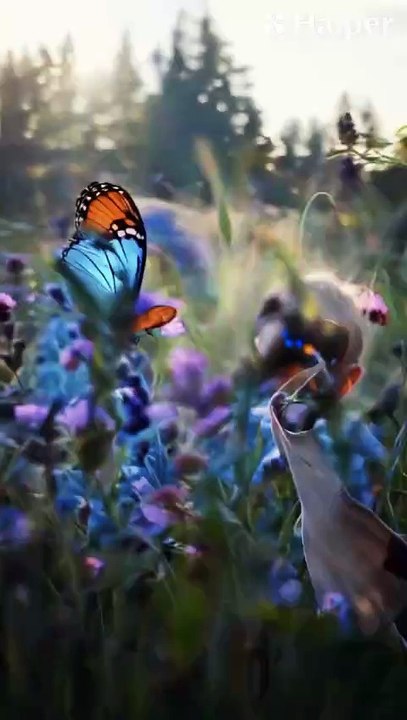 Videos | Short video | funny | butterfly | forest | animals | animal | beautiful young boy