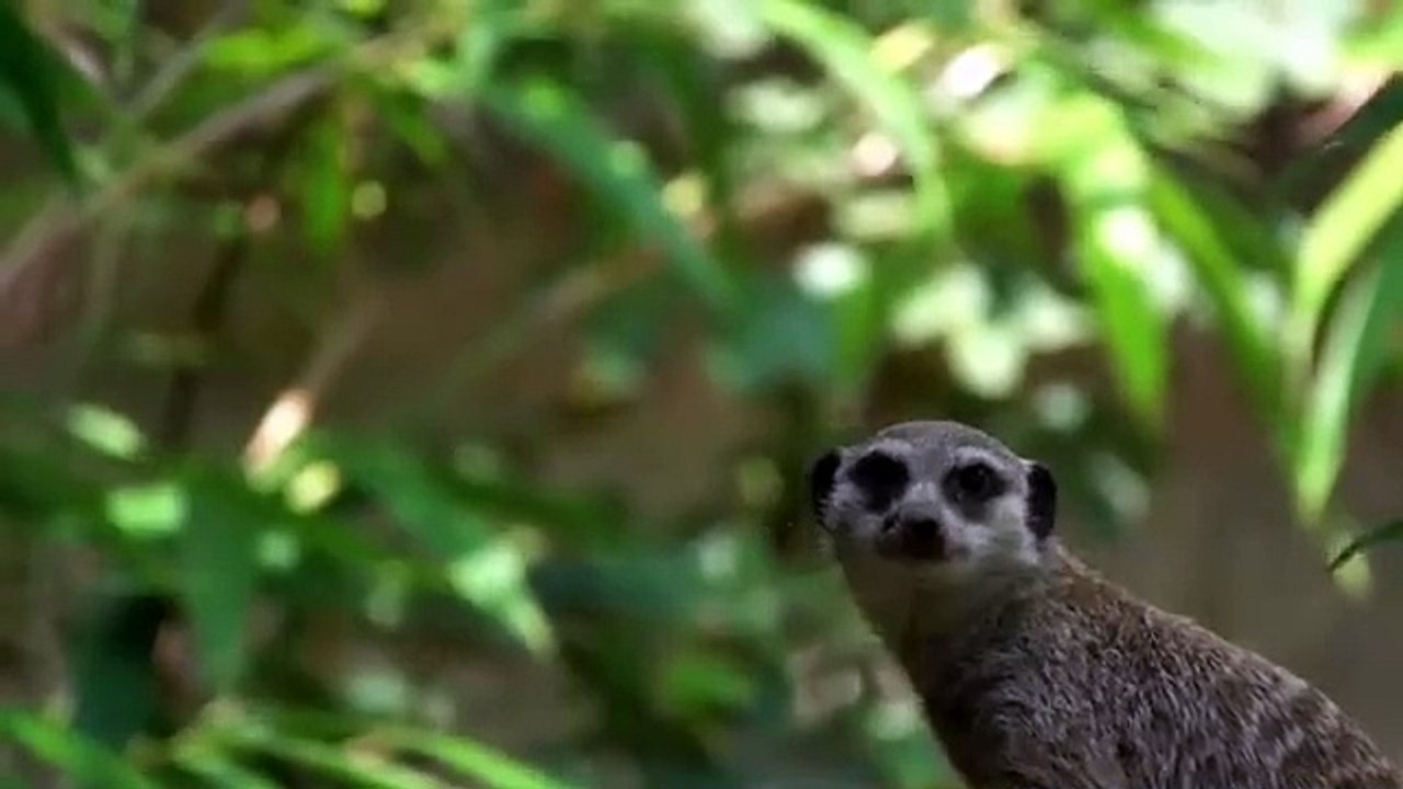 Videos | Short video | funny | snake | fighting | kobra