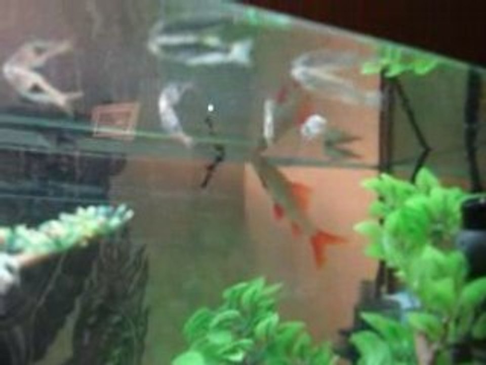 Aquarium (high quality)