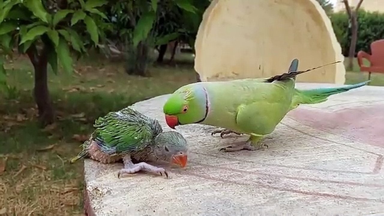 Videos | Short video | funny | parrots | parrot | animals| animal