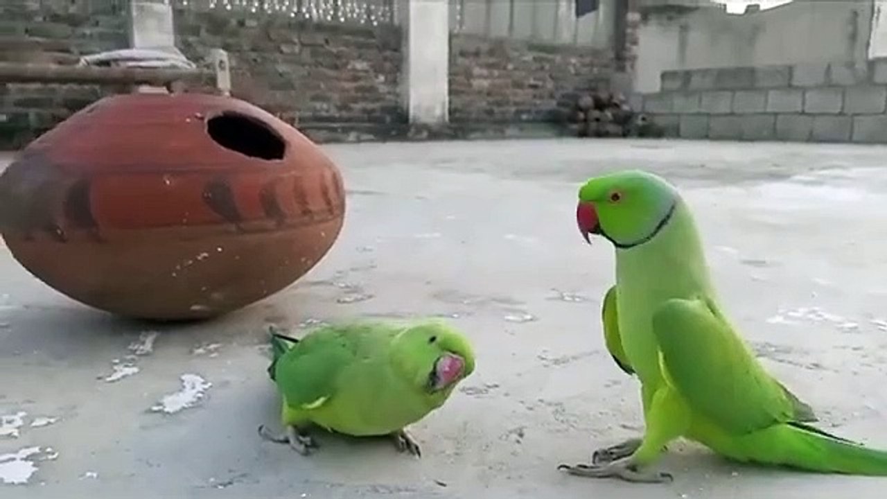 Videos | Short video | funny | parrot | birds | bird | animals | animal