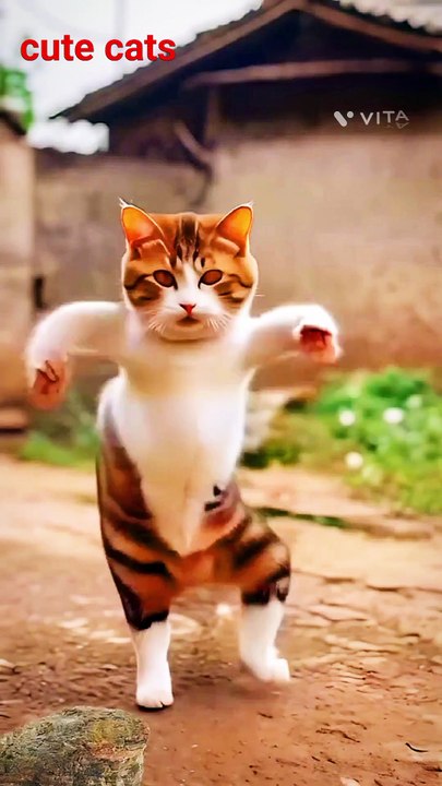 Videos | Short video | funny | cute cat | cat