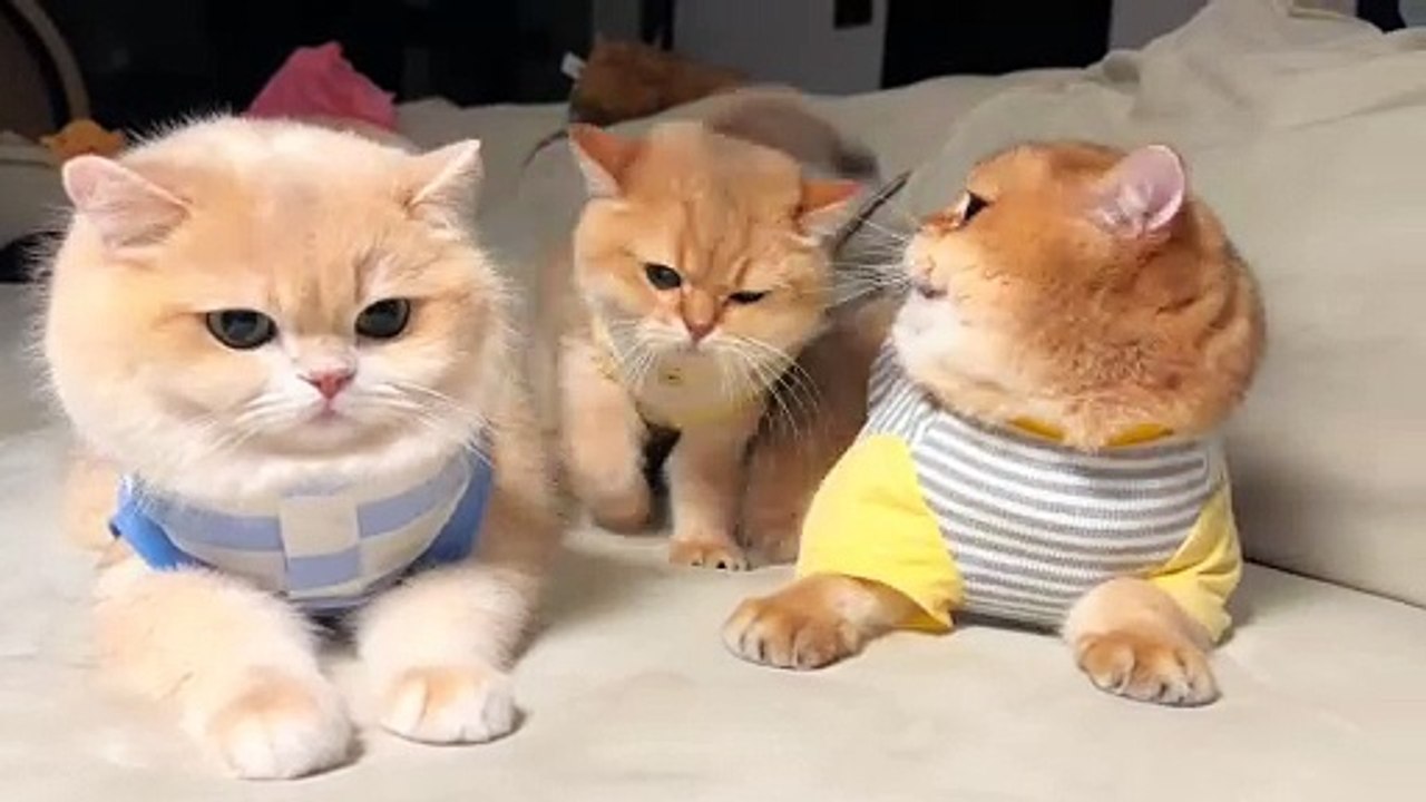 DATE DISTURBED , ANXIOUS CAT DAD🥴