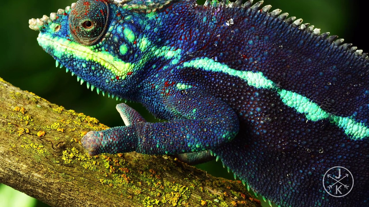 Reptiles & Amphibians in 8K HDR 60FPS (FUHD) with Dolby Vision | DB MEDIA