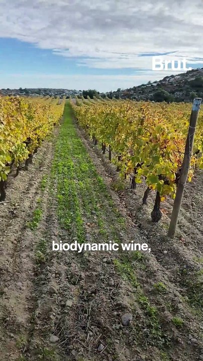 Winemaker explains the real difference between organic, biodynamic and vegan wines