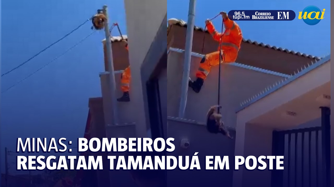 Tamanduá-mirim é resgatado em fios elétricos de resistência de MG