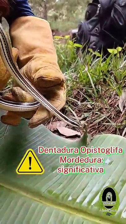 CULEBRA MANSA Y EDUCADA.