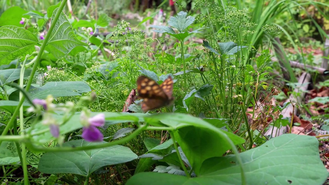 Test du Sony ZV-E10 II : l'autofocus (partie 1)