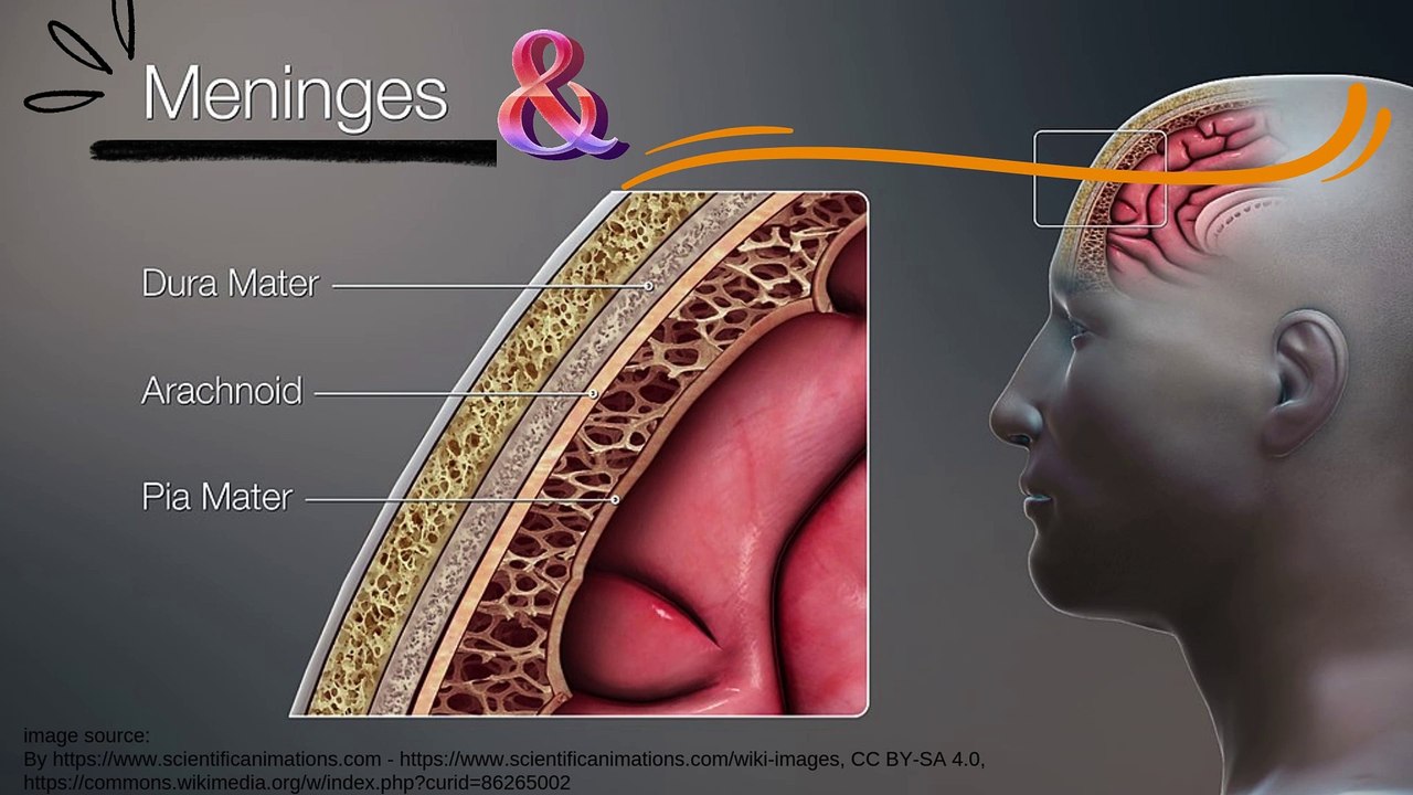 Meninges Explained: Layers and Spaces Between Them | Novice Medic