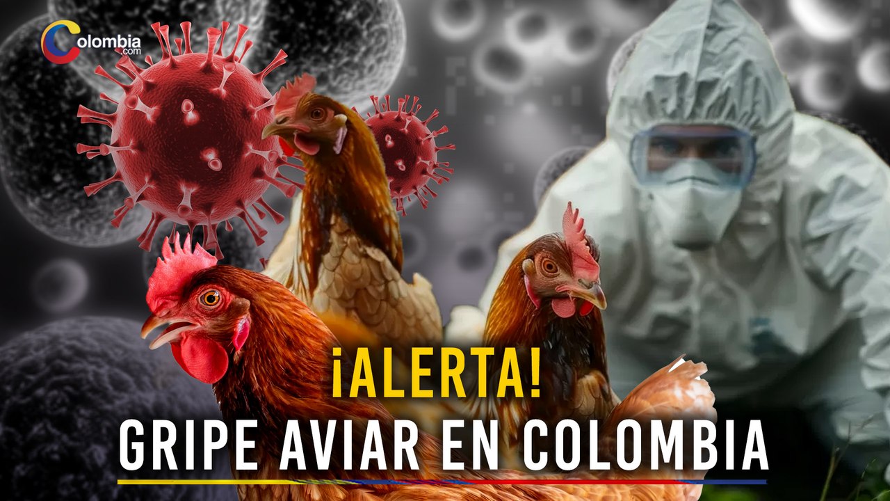 Brote de Gripe Aviar en Colombia: ICA confirma primer caso en aves de traspatio