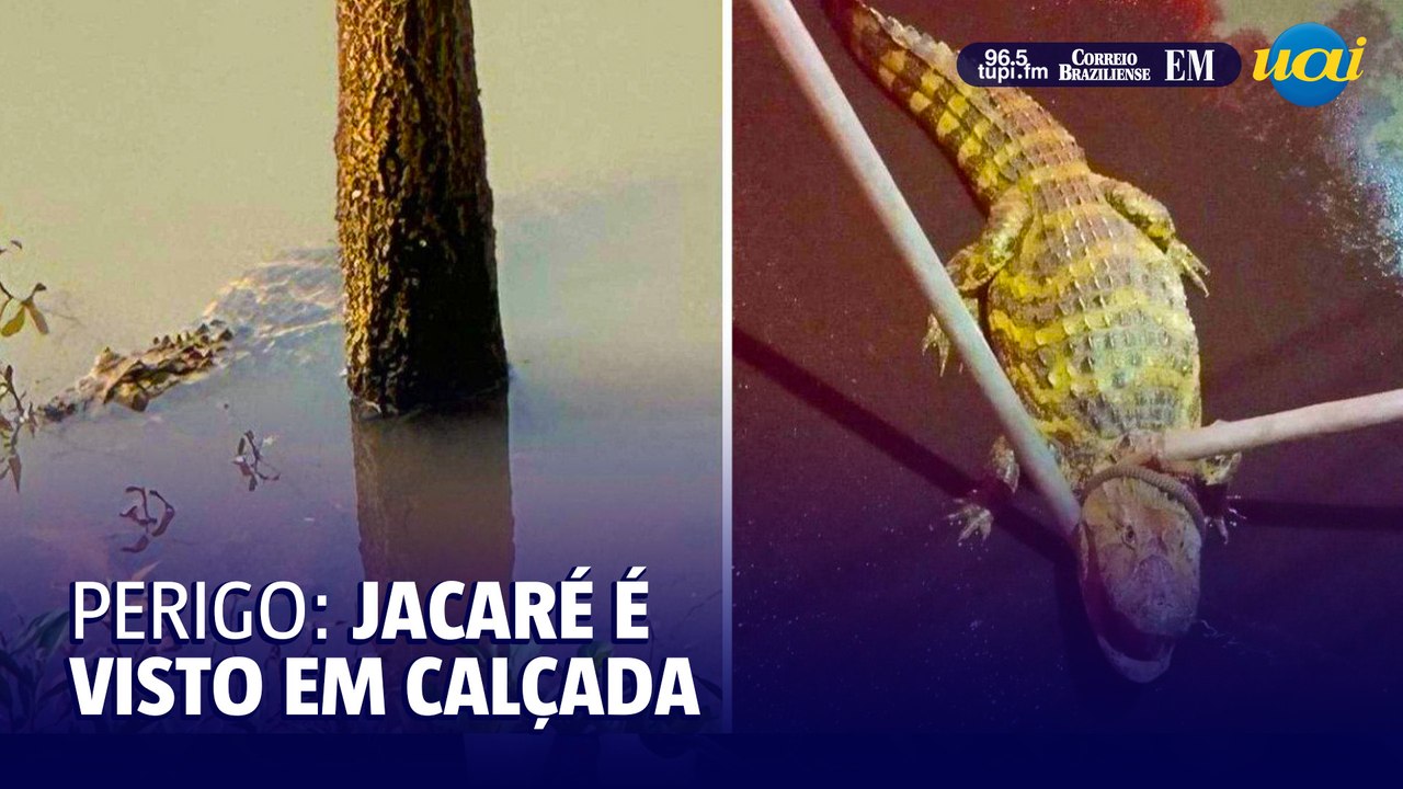Jacaré é capturado em calçada três dias após ser visto em lago