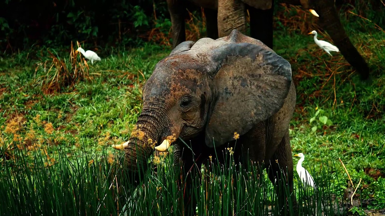 Wildlife OLED Demo HDR 8K Ultra HD Dolby Visionâ„¢ 60fps