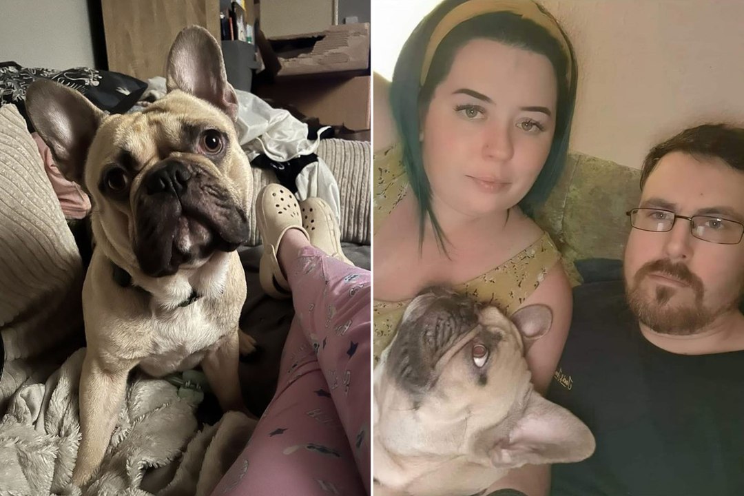 Meet Timmy, the genius maths dog