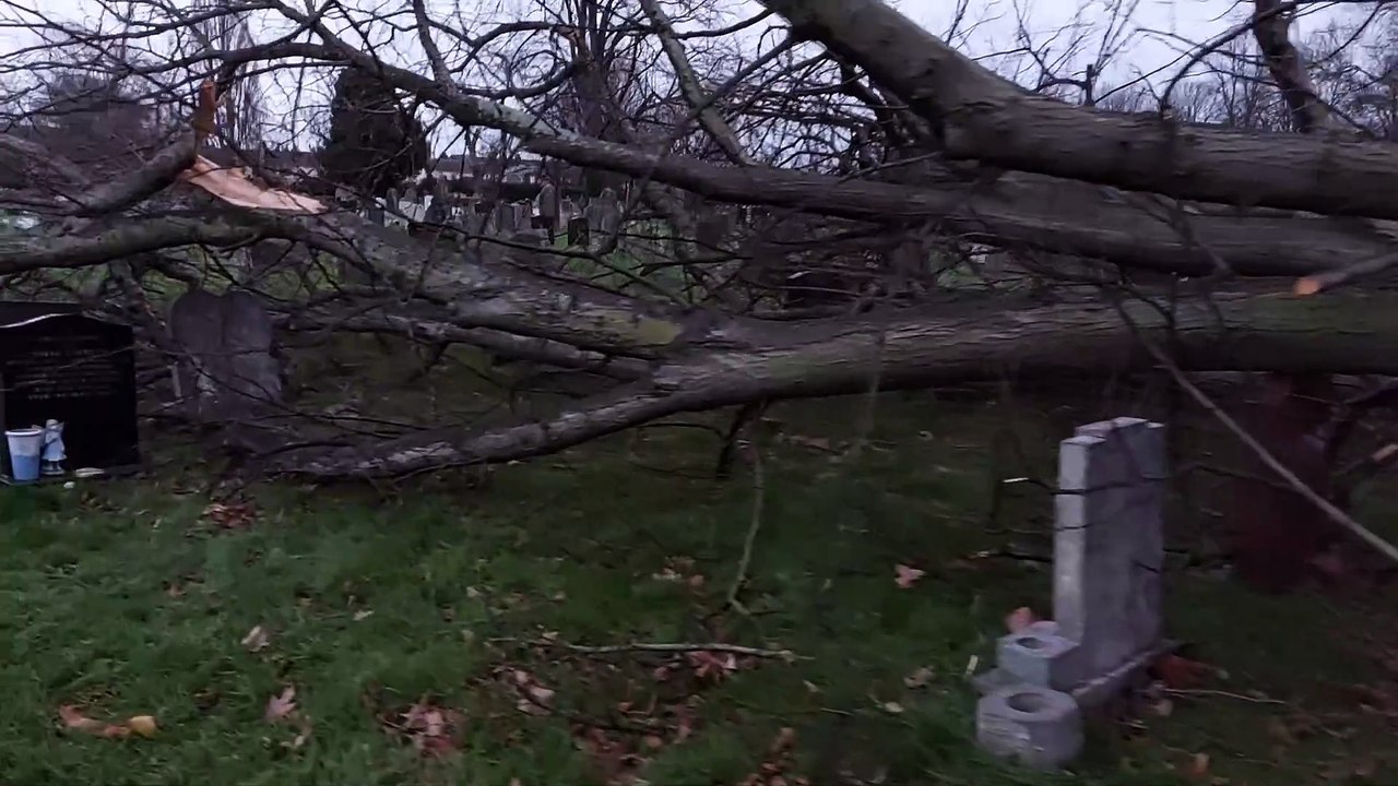 Storm Darragh takes out tree in Kingston Cemetery