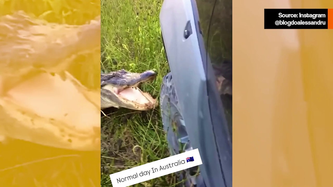 Vaikuttava video tallentaa alligaattorin tuhoamassa auton etuosaa