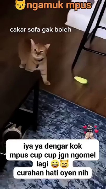 Kumpulan Video Lucu Kucing 🐱