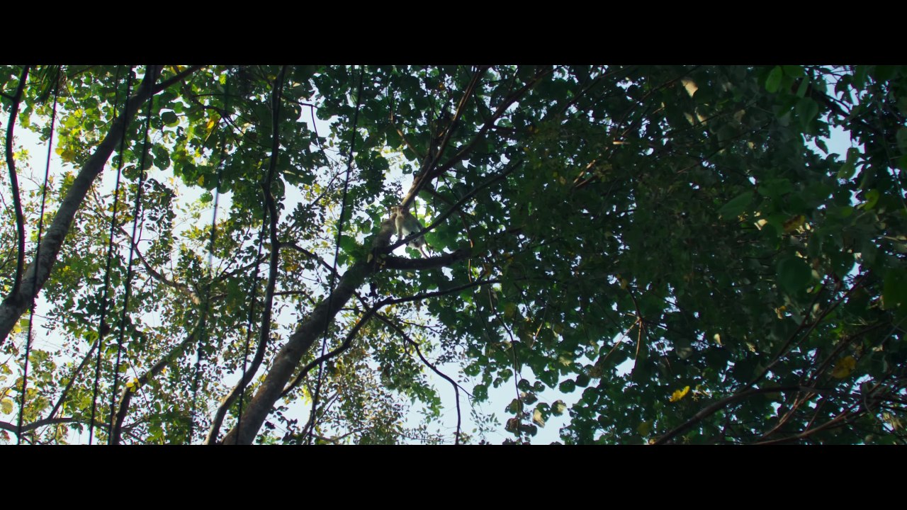 Kishkindha Kaandam | movie | 2024 | Official Trailer